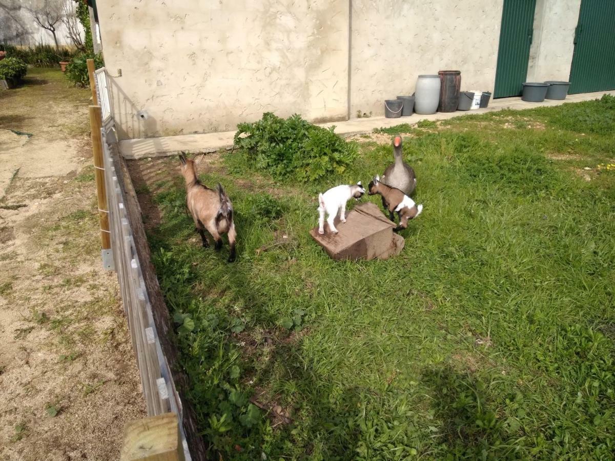 Quinta da Mesa Villa Macinhata do Vouga Bagian luar foto